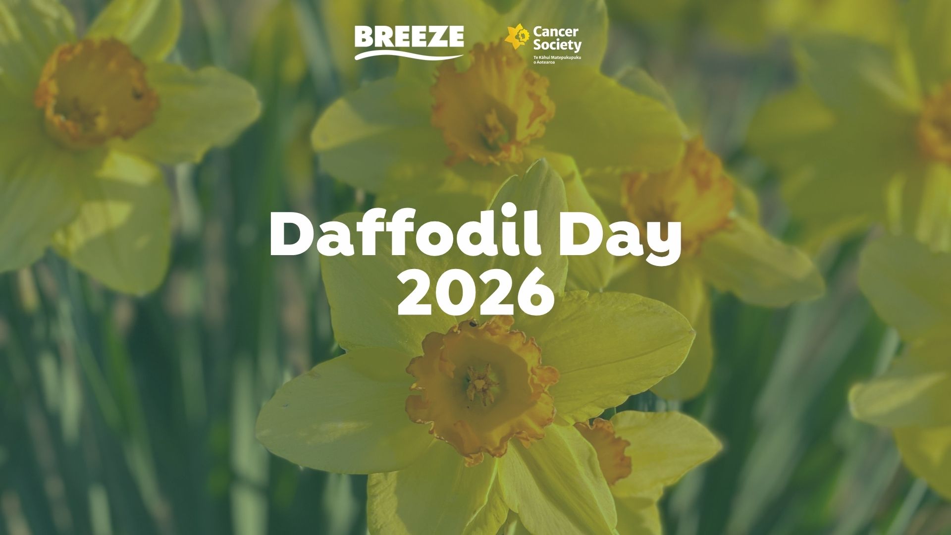 A vibrant image of yellow daffodils with the text "Daffodil Day 2026" in white, accompanied by the Breeze and Cancer Society logos in the top right.