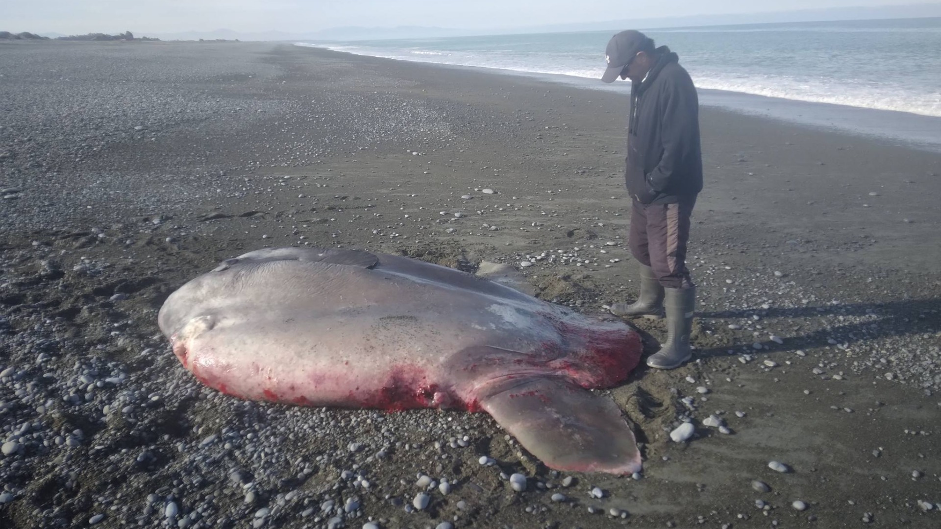 Canterbury beach mystery: The case of the missing sunfish
