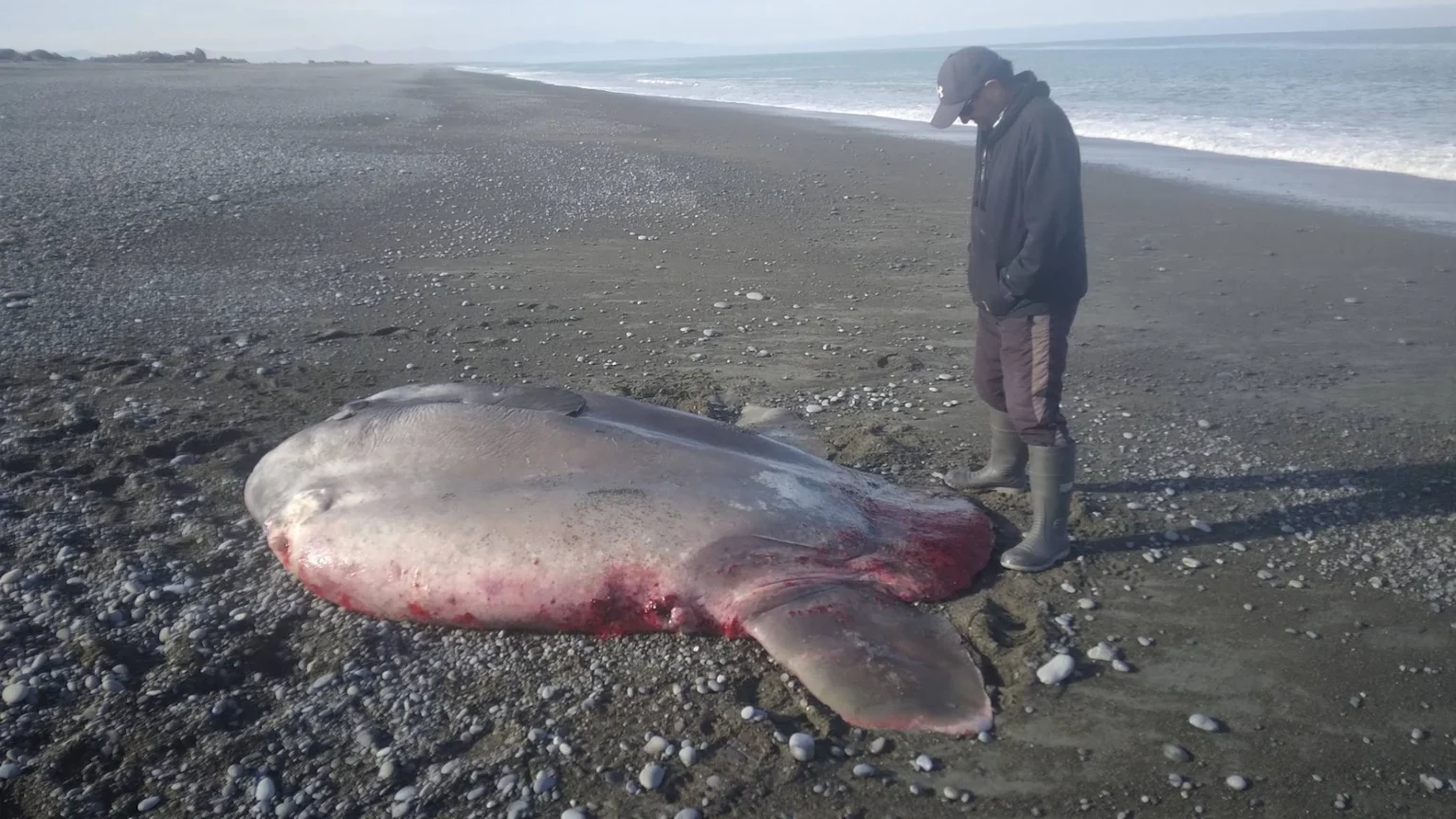 A large, beached sunfish with bloody injuries lies on a dark pebbly shore, with a man in a cap and hoodie looking down at it, and the ocean in the background.