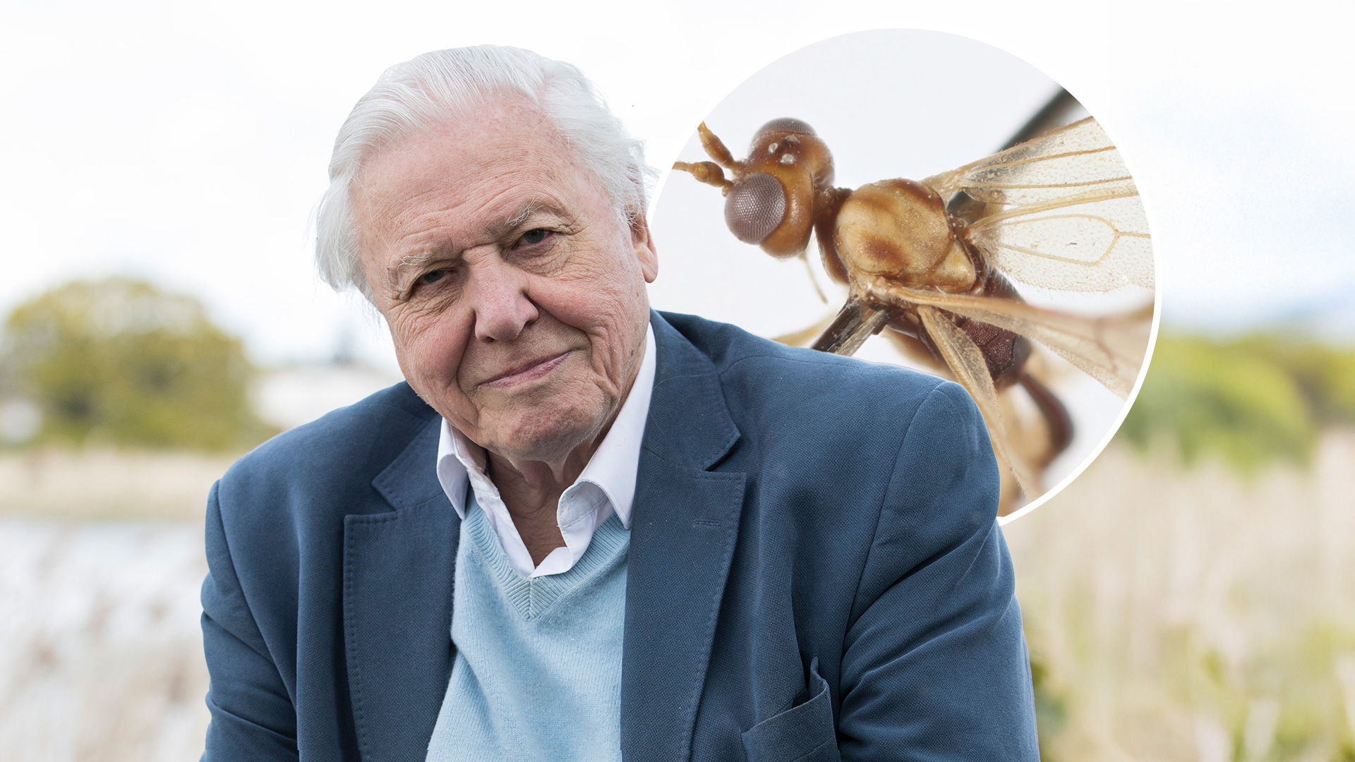 Sir David Attenborough 100th birthday: Museum name wasp after him to celebrate