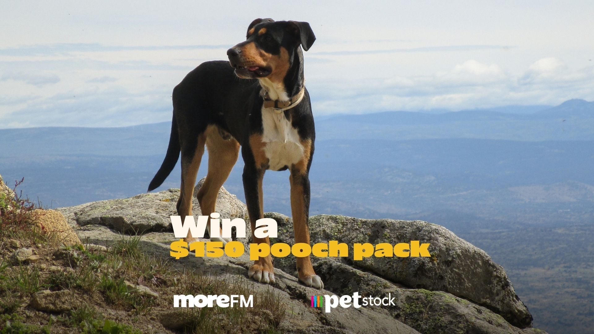 A black and brown dog stands on a rocky outcrop with mountains in the background, featuring text "Win a $150 pooch pack" and the logos "moreFM" and "petstock."