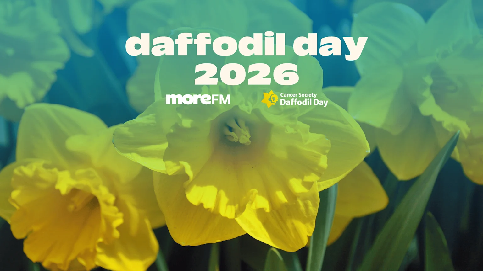 Close-up of yellow daffodils with a blue-green overlay, featuring white text "daffodil day 2026", "moreFM", and the yellow "Cancer Society Daffodil Day" logo.