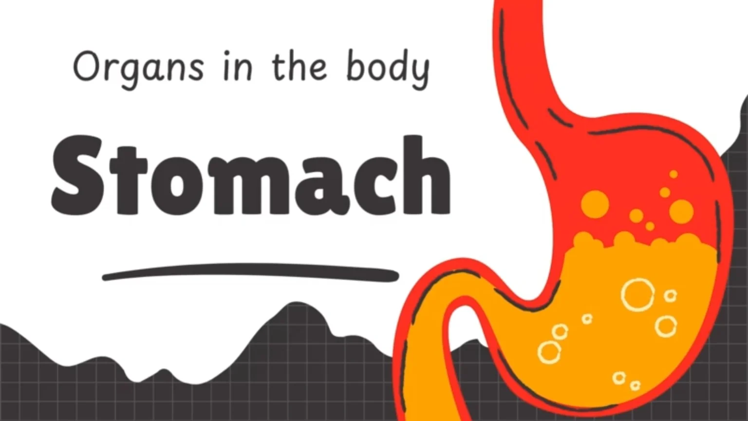 A cartoon illustration shows a red stomach filled with orange liquid and bubbles, with the text "Organs in the body" and "Stomach" against a white and black grid background.