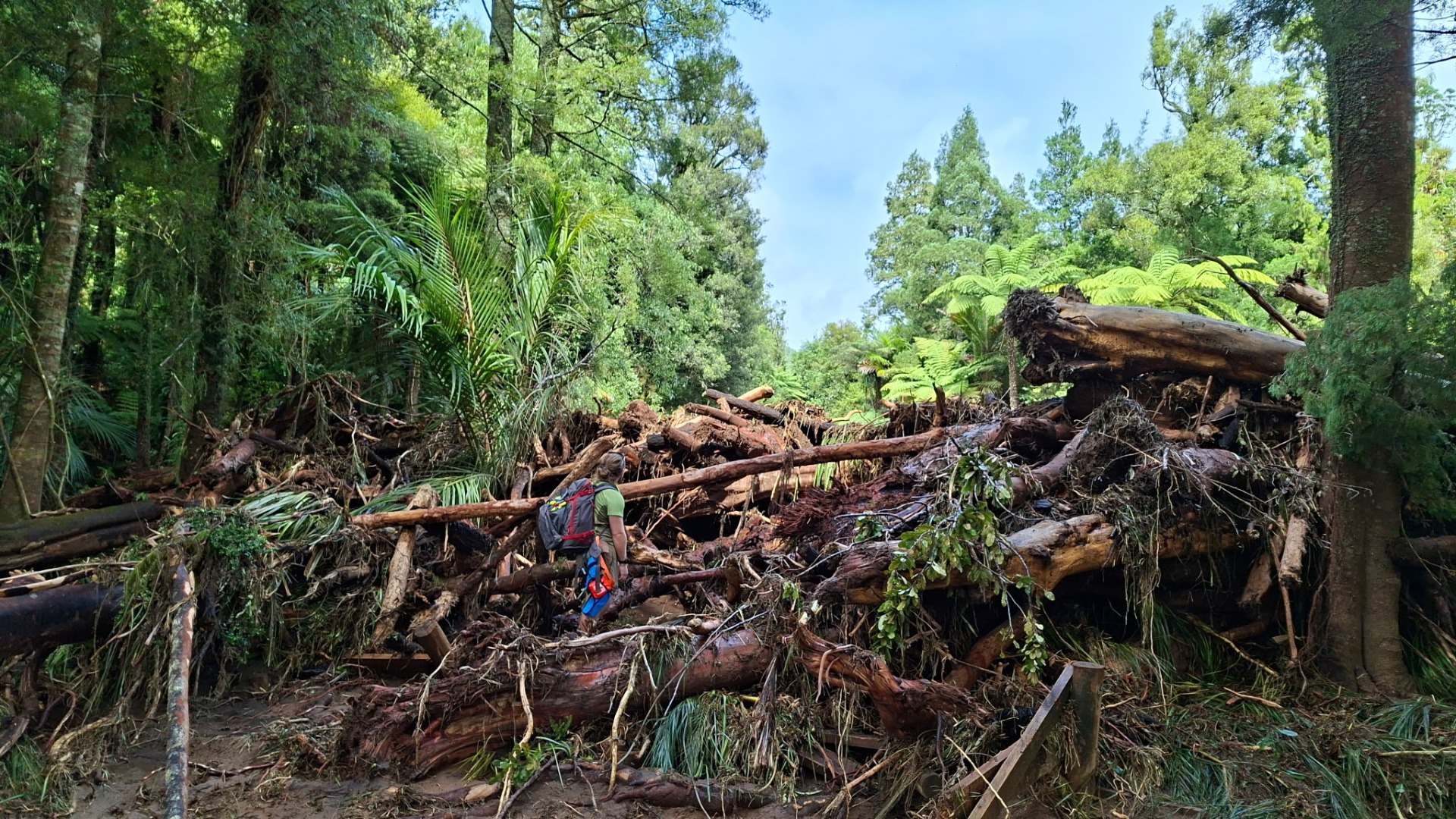 DOC Ranger inspects the storm damage at Pirongia Forest Park. Pic by Yugdeep Thapa, DOC.