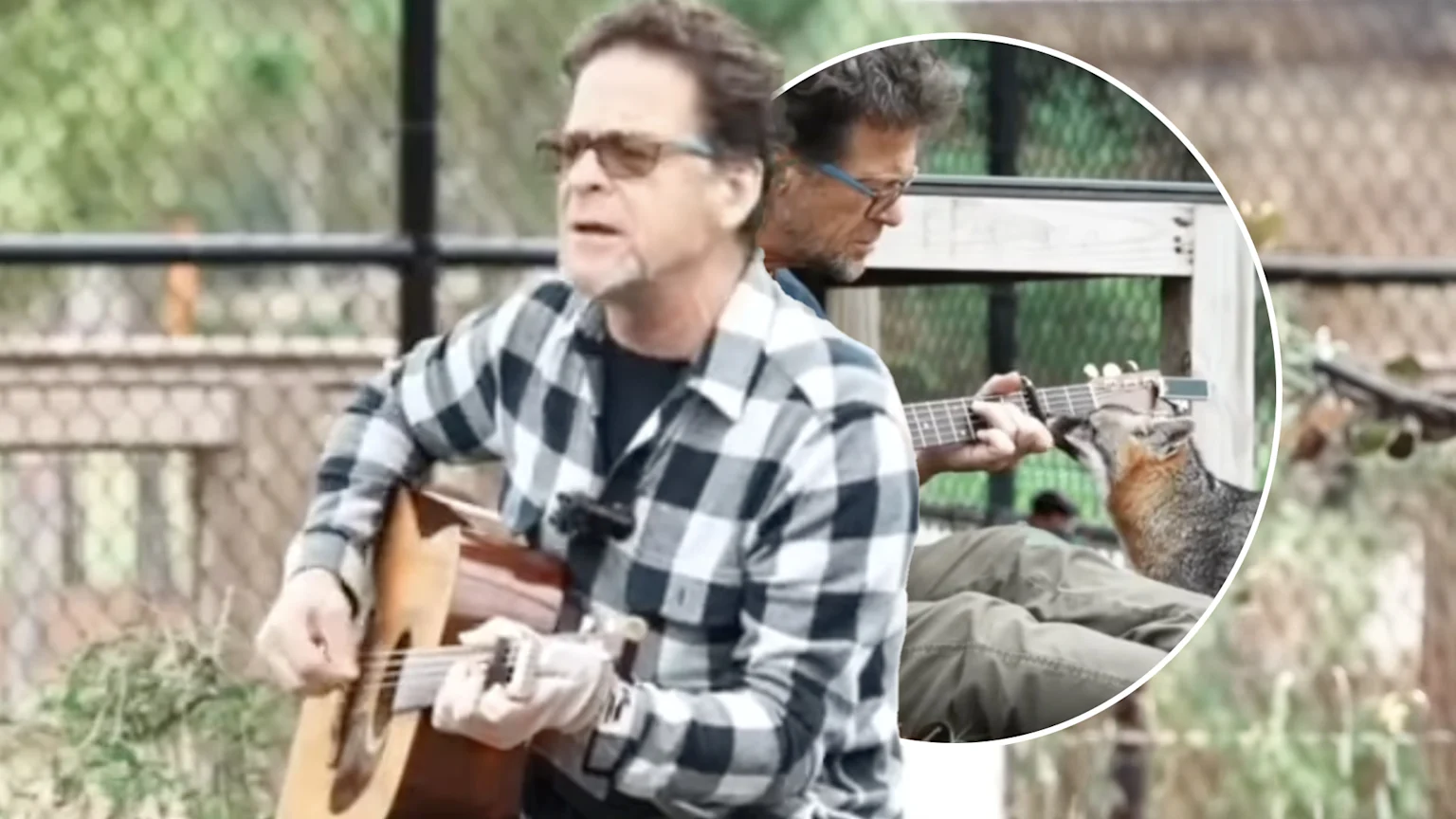 A man in a plaid shirt plays guitar and sings; an inset shows the same man with blue glasses playing for a fox looking up at the guitar.