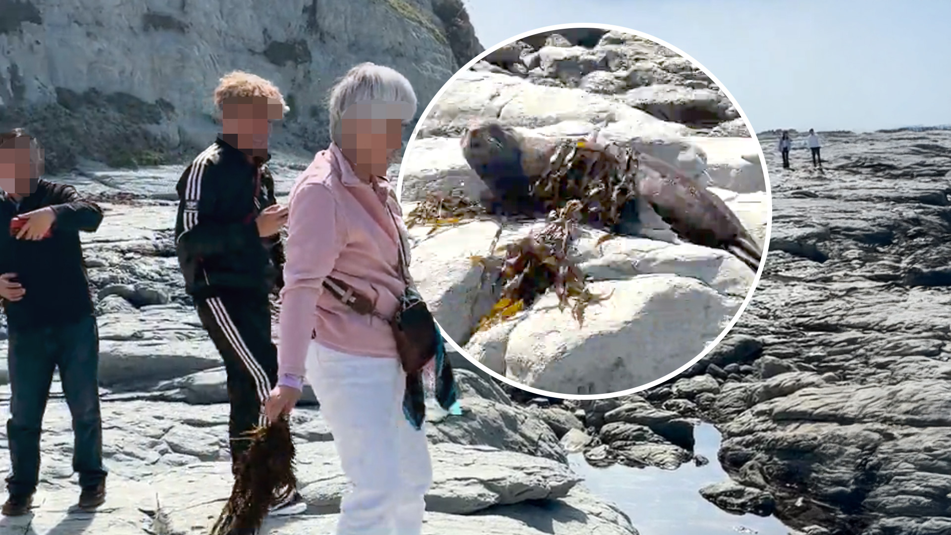 'Disgusting': Sightseers filmed harassing Kaikōura seal sparks outrage
