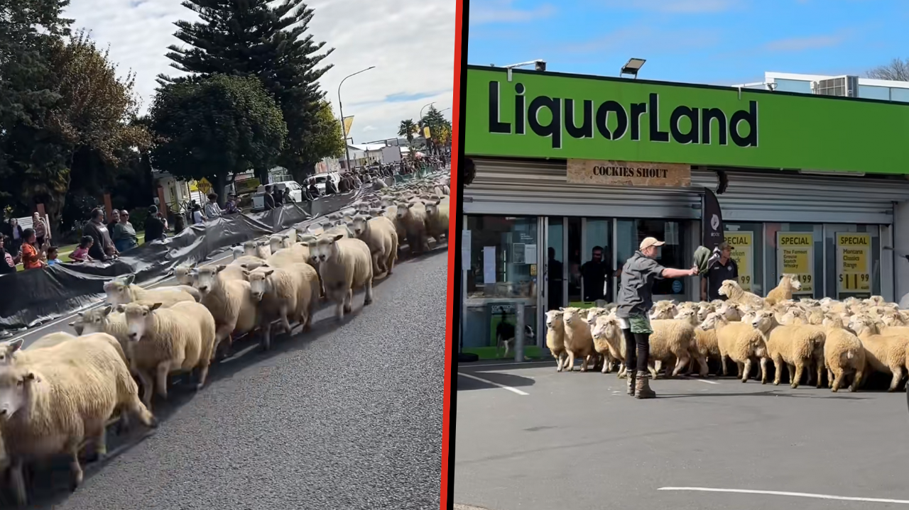 Te Kuiti sheep 'ram raid' local Liquorland during Great New Zealand