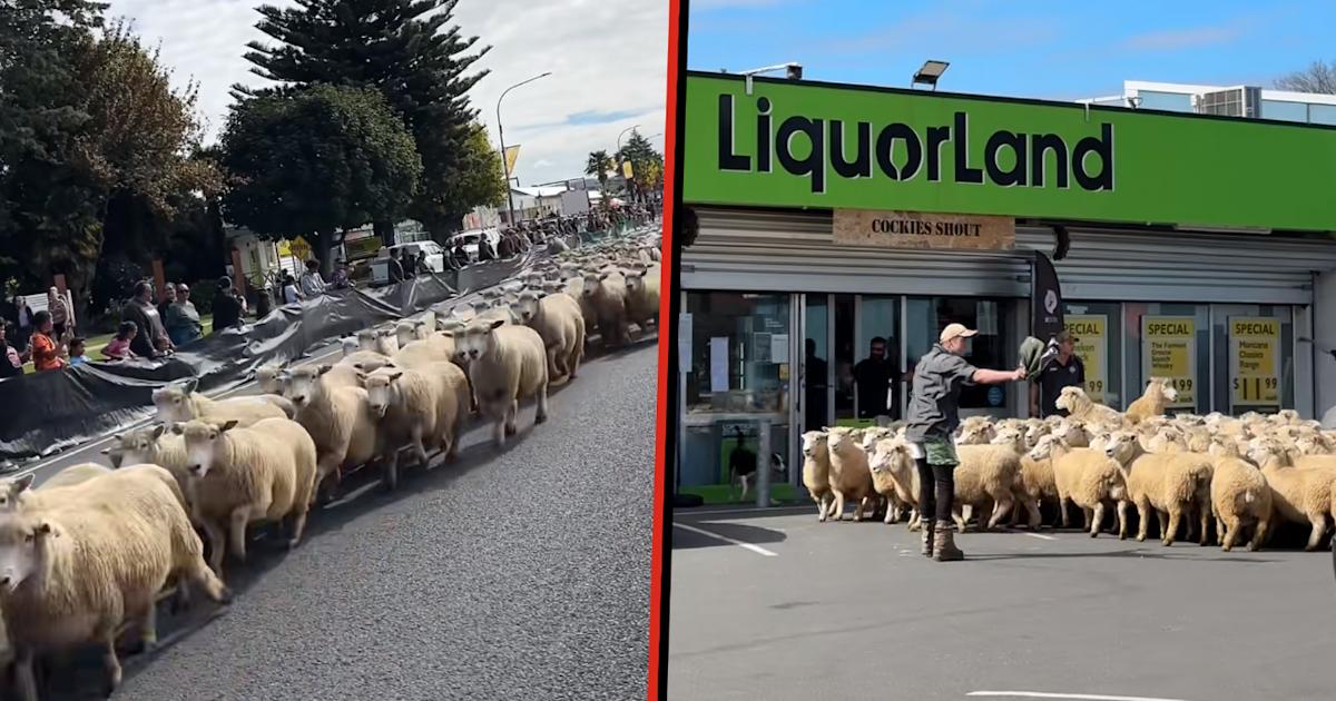 Sheep Raid Message Te Kuiti sheep 'ram raid' local Liquorland during Great New Zealand ...