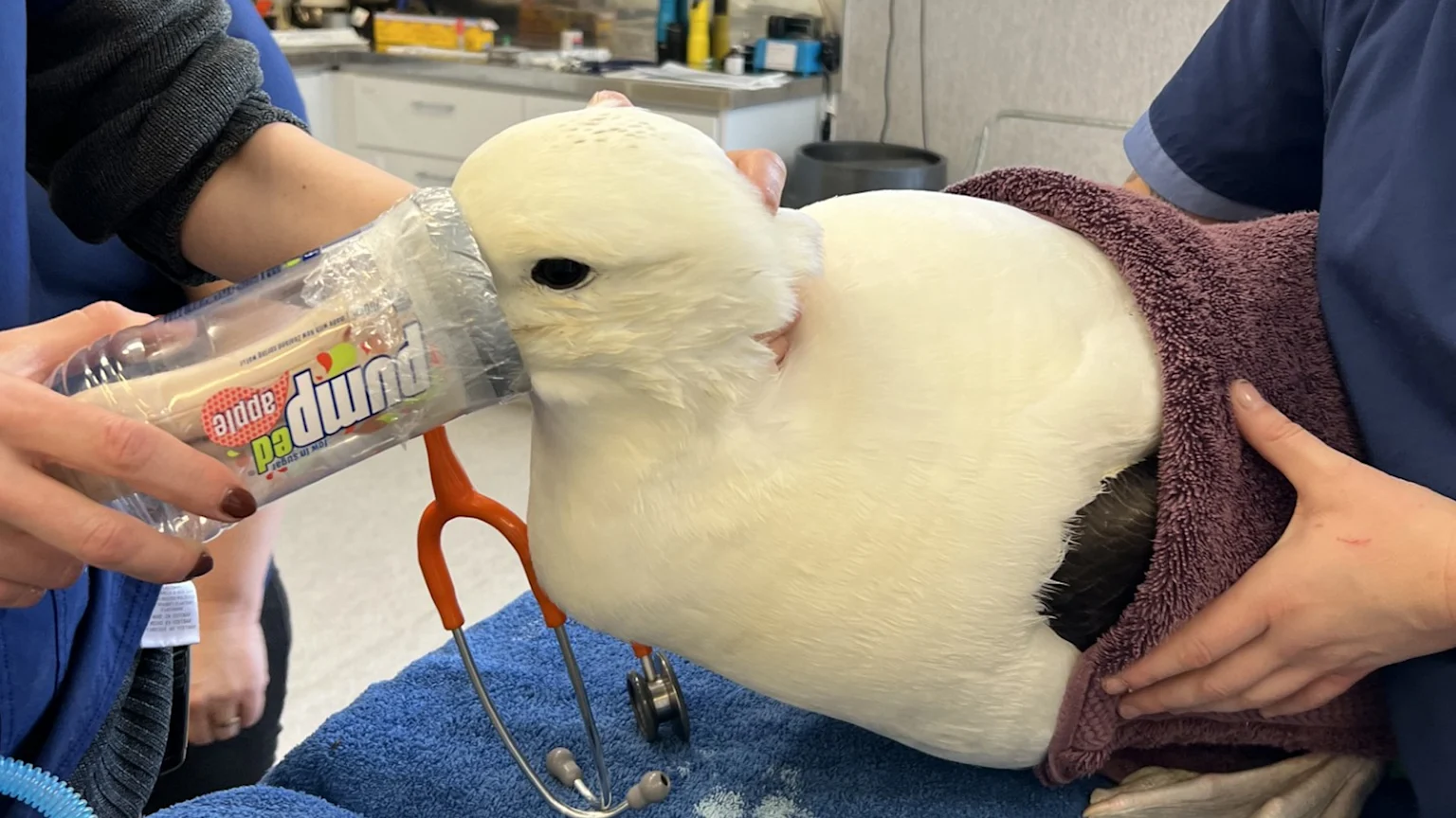 A large white seabird, partially wrapped in a purple towel, receives care from two people, one holding a "pumped apple" bottle near its head, with a stethoscope resting on a blue towel.
