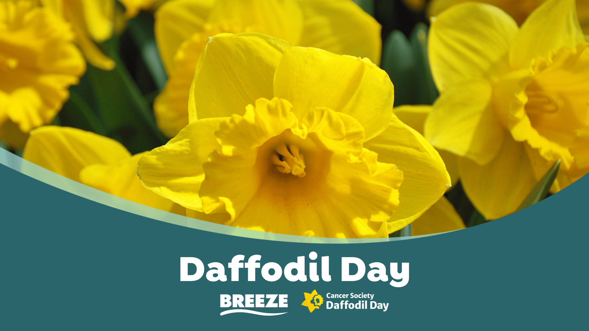 A close-up of bright yellow daffodils with green leaves, overlaid by a teal banner featuring white text "Daffodil Day", "BREEZE", and "Cancer Society Daffodil Day" with a yellow daffodil logo.