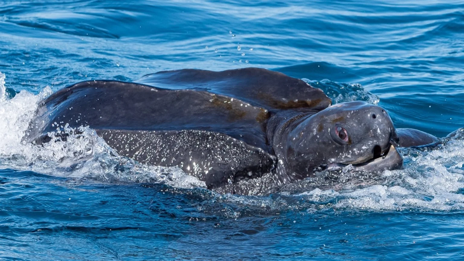 A large, dark leatherback sea turtle swims through choppy blue ocean water, its head and part of its back visible above the surface, creating splashes.