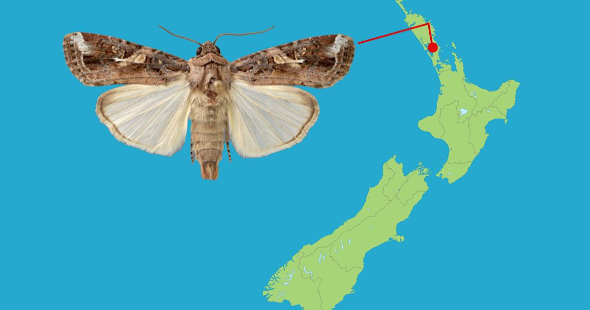 Fall Armyworm Map Warning of fall armyworm spotted in Northland | Articles | rova