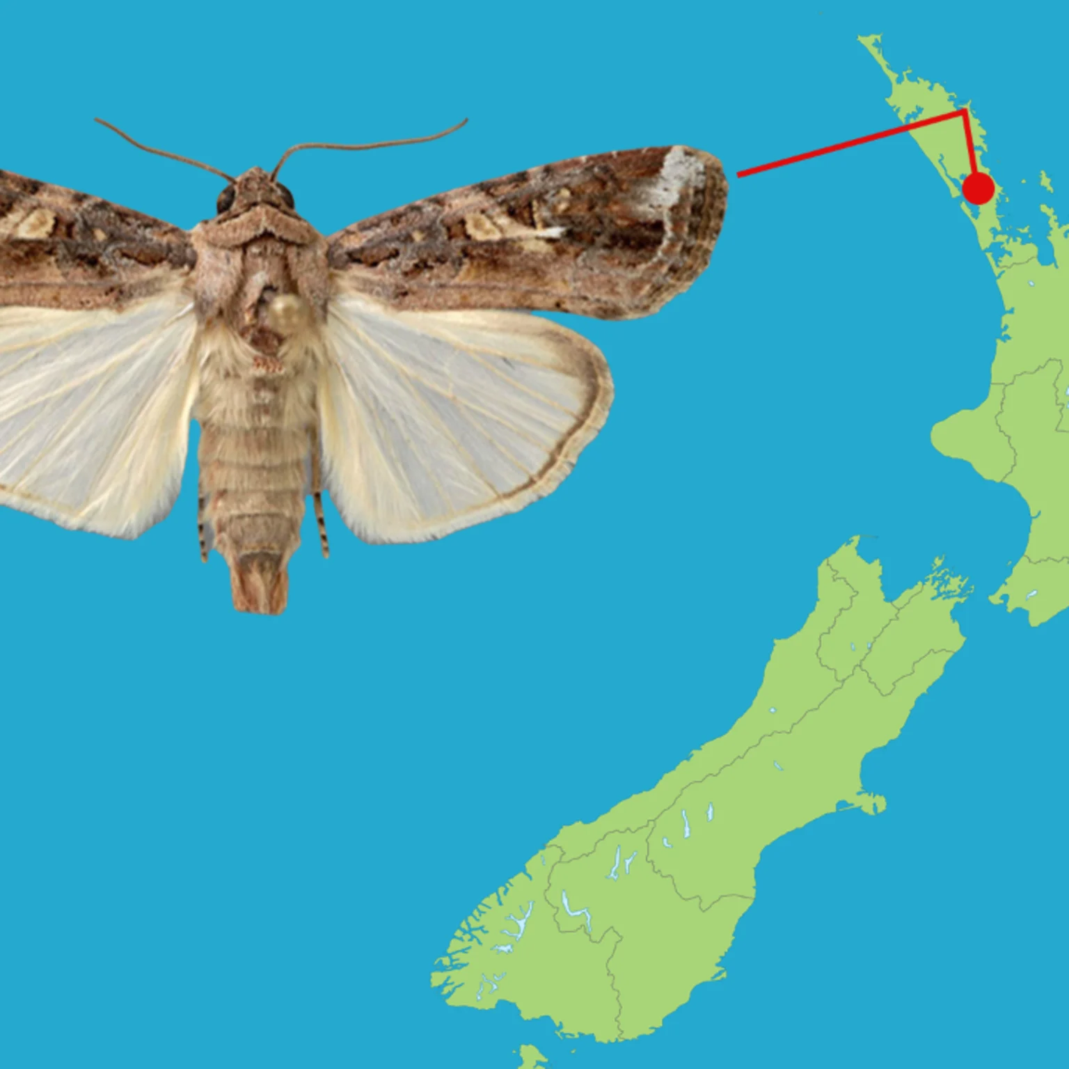 Fall Armyworm Map Warning of fall armyworm spotted in Northland | Articles | rova