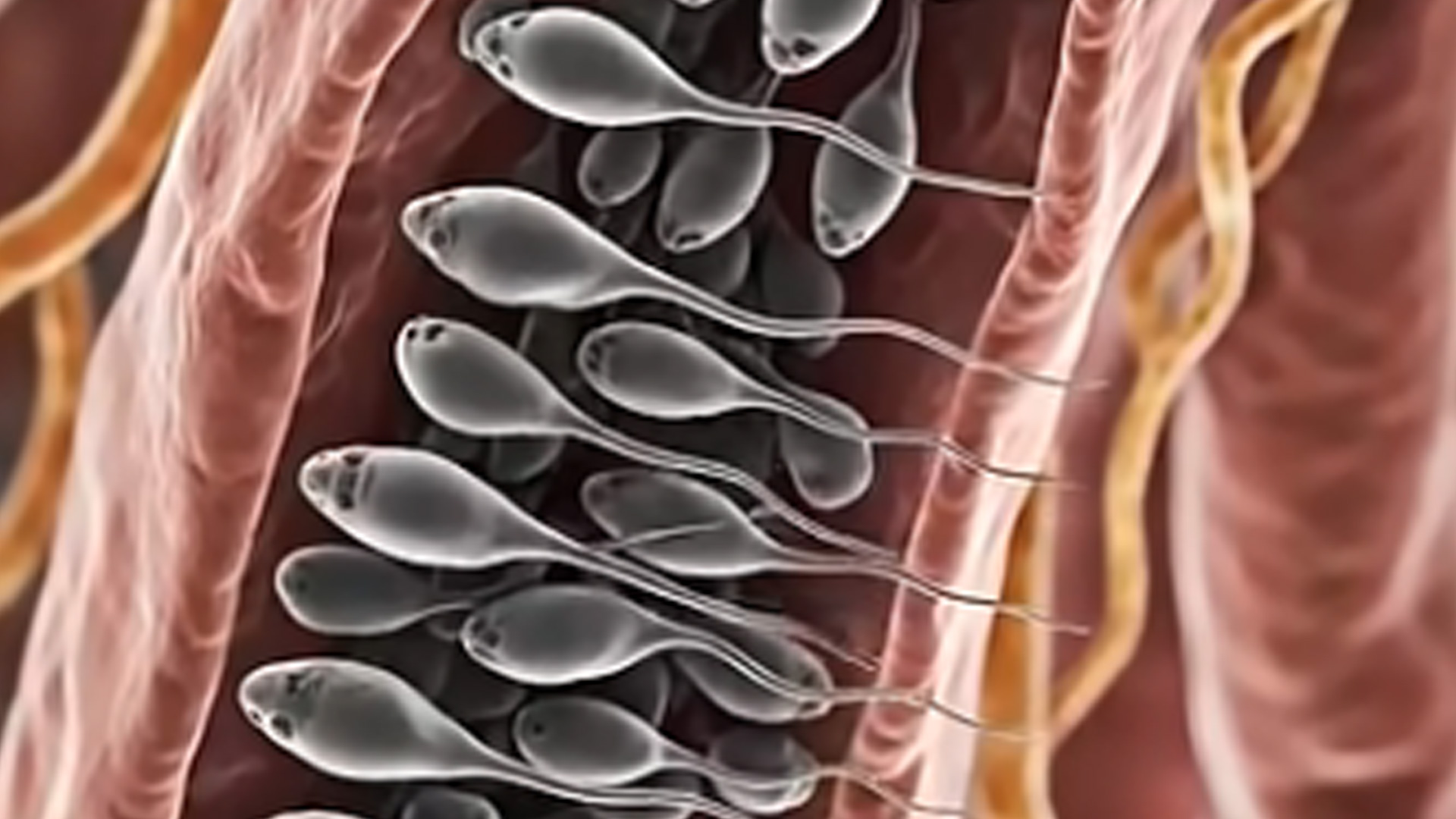 I was today years old finding out the male body recycles sperm if not ejaculated