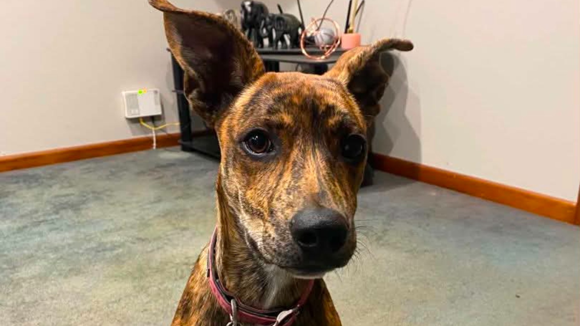 Rescue dog saves the life of Whakatane man who adopted her three days ago 