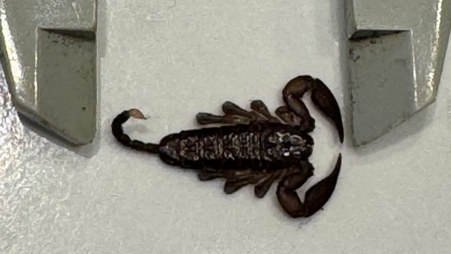 WATCH: Auckland woman finds what seems to be a live scorpion in her bathroom