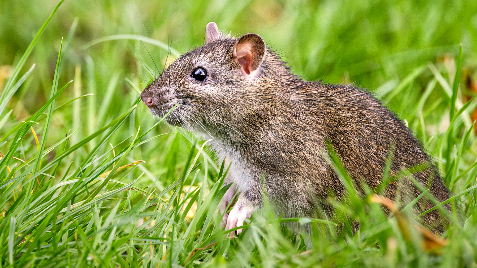 A rat peeking out of grass.