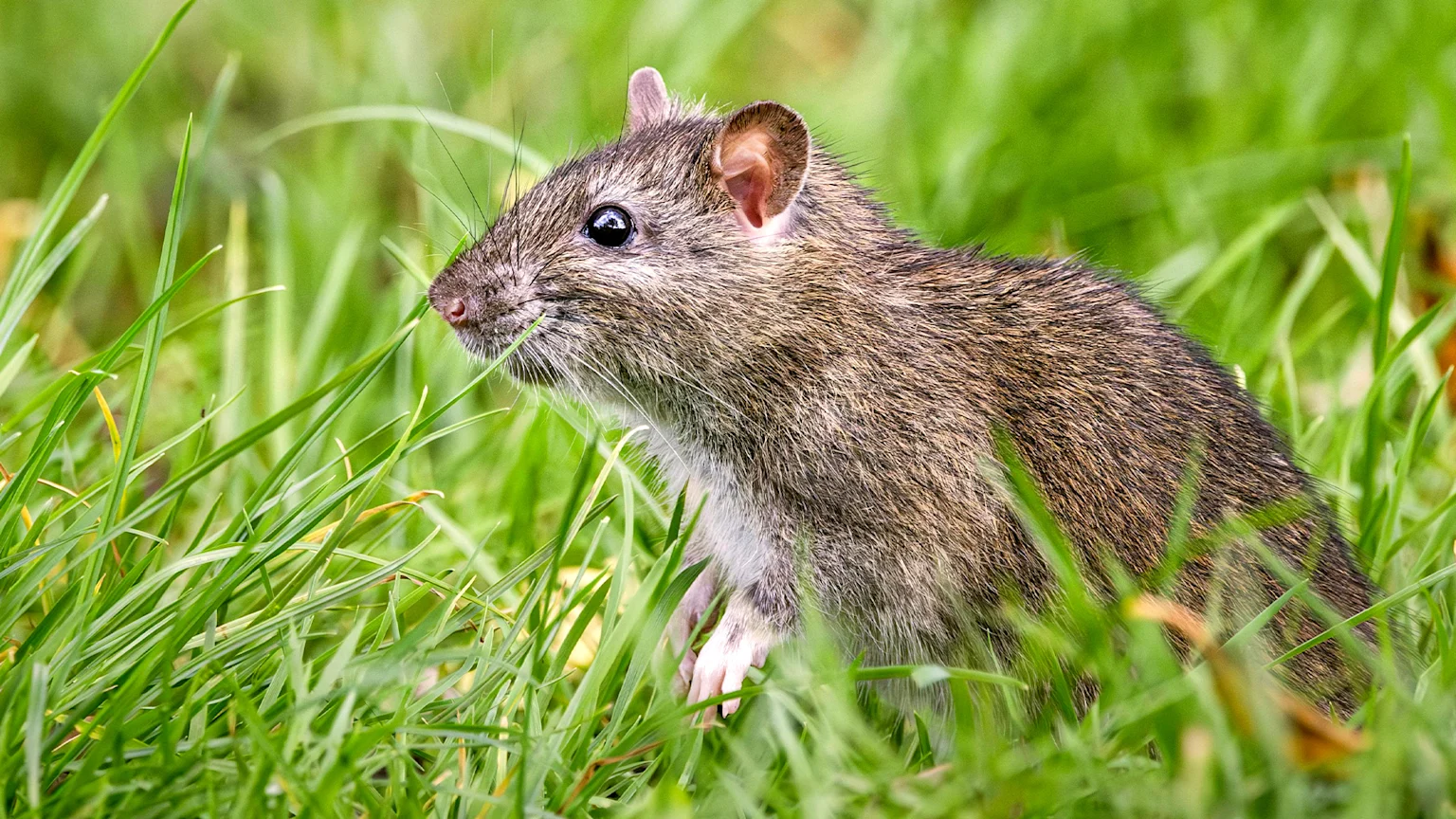 A rat peeking out of grass.