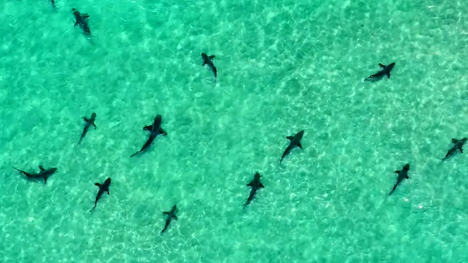 An aerial photograph captures at least twelve dark-colored sharks swimming in clear, shallow tropical turquoise ocean water. Sunlight dapples the water surface, highlighting a calm marine environment with visible sandy bottom.