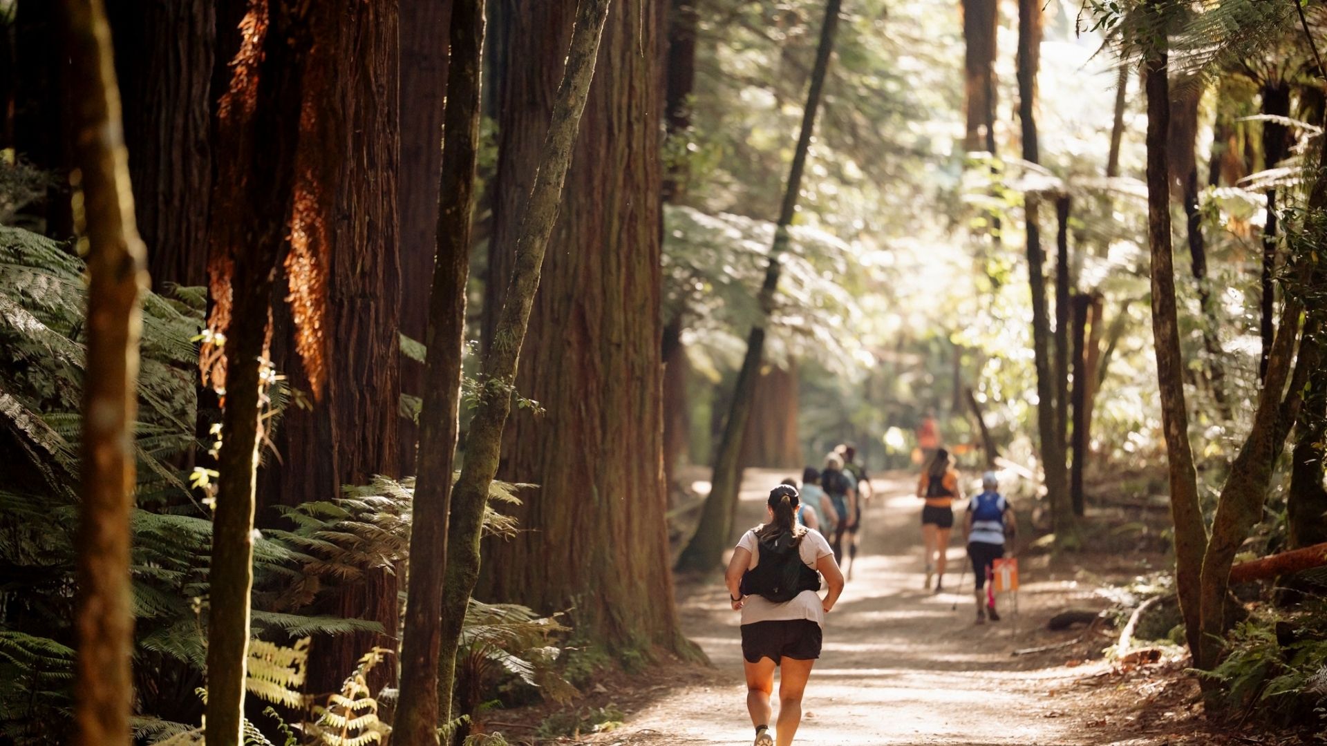 A group of people trail running or hiking on a sun-dappled dirt path through a forest of tall trees and ferns.