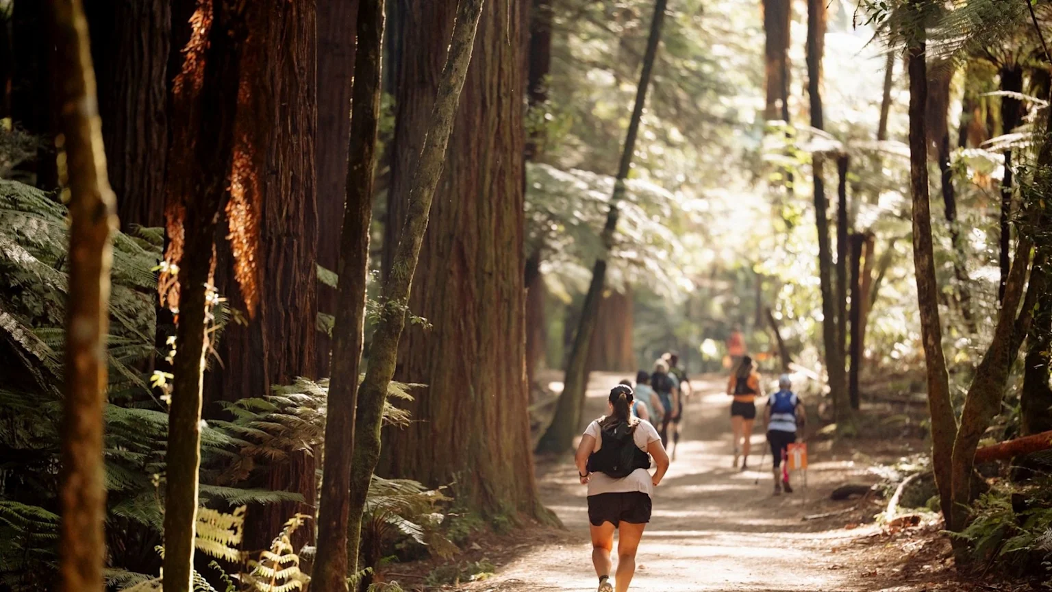 A group of people trail running or hiking on a sun-dappled dirt path through a forest of tall trees and ferns.