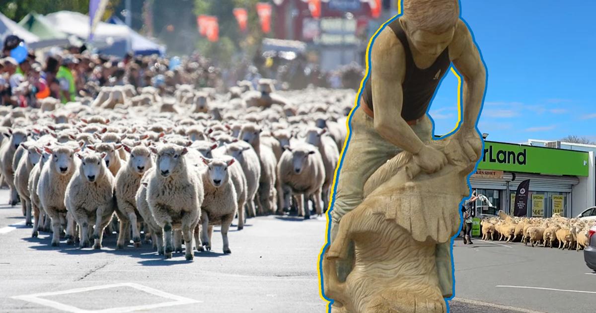 Sheep Raid Message Hundreds of Te Kuiti sheep cause a new kind of 'ram' raid at local ...