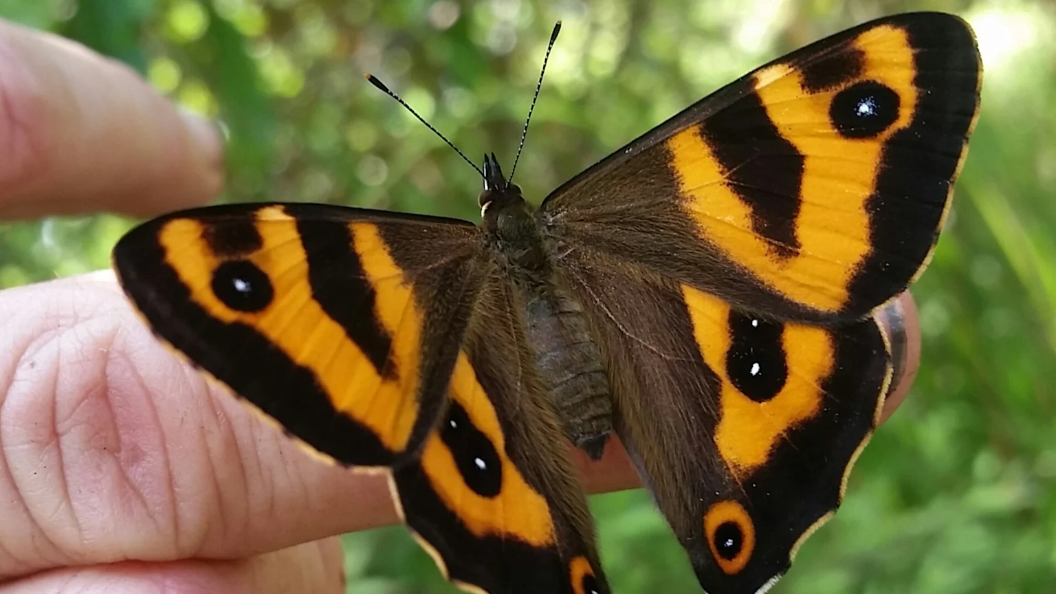 A close-up of a black and orange butterfly with striking eyespots on its spread wings, resting on a person's fingers against a blurred green background.