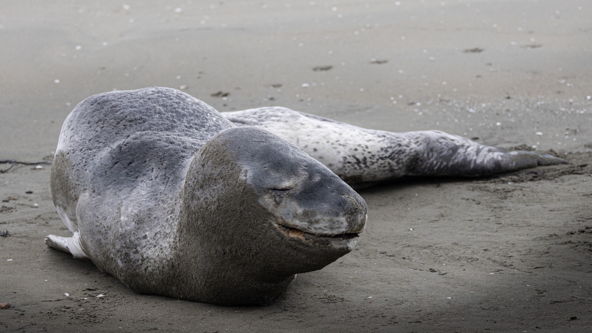 DOC investigating reported harassment of Petone leopard seal