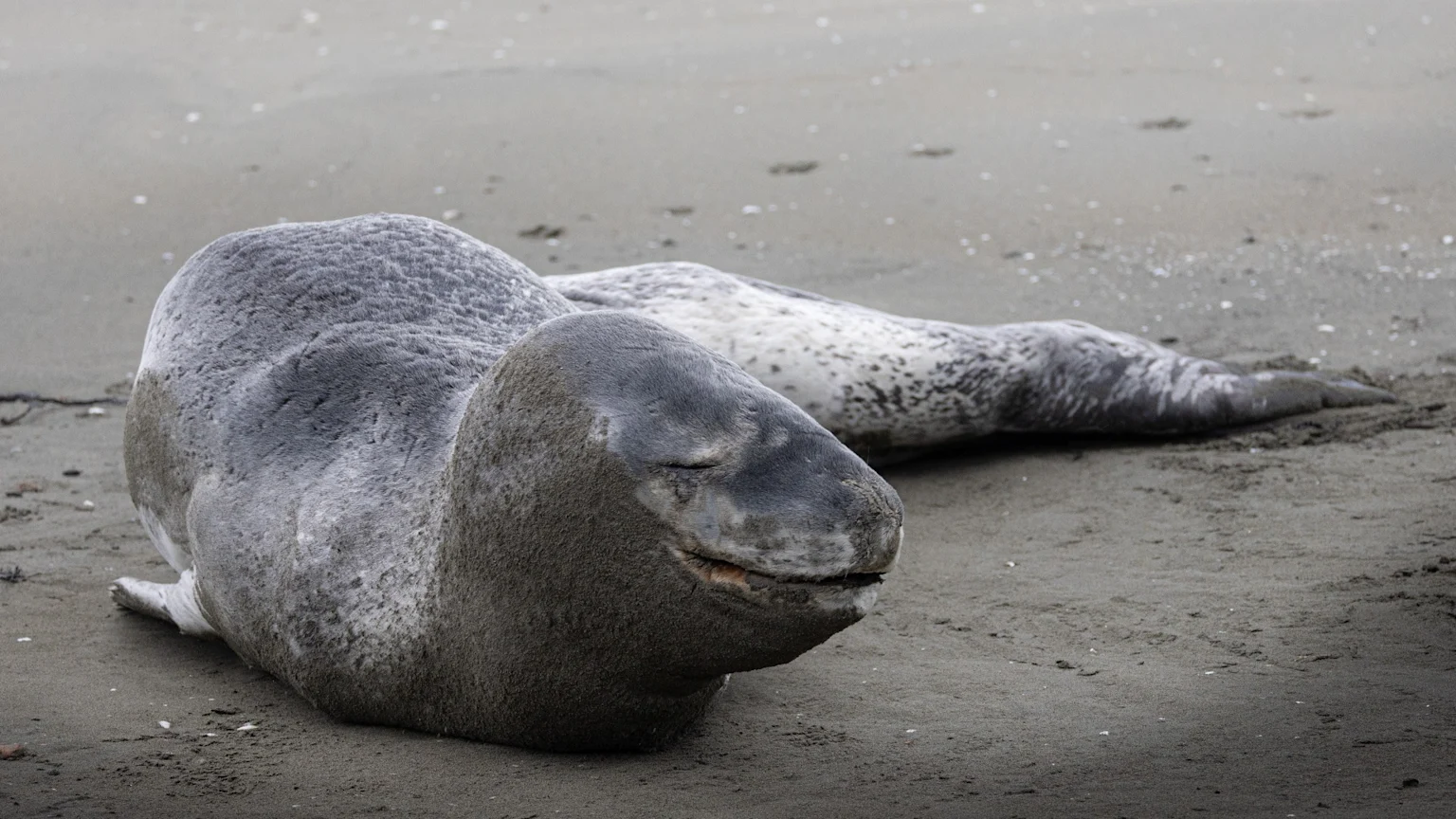 A grey seal with mottled patterns on its back and hindquarters lies on a sandy beach, with its dark grey head resting on the sand, eyes closed, and a slight smile.
