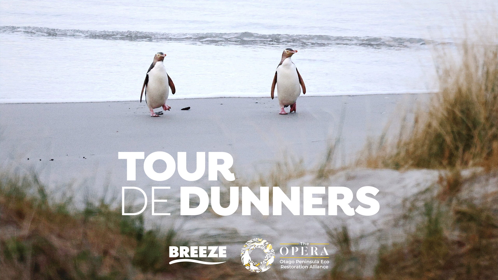 Two penguins walk on a sandy beach with the ocean and dunes in the background, overlaid with the text "TOUR DE DUNNERS" and logos for BREEZE and The OPERA.