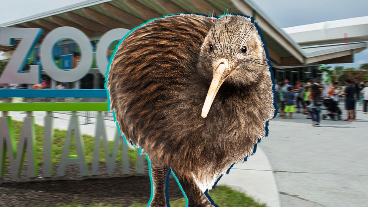 Miami zoo making 'secondtonone' new home for Paora, the kiwi they