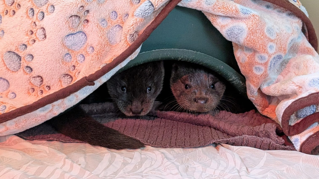 Scottish otter cubs rescued after hiding in car engine