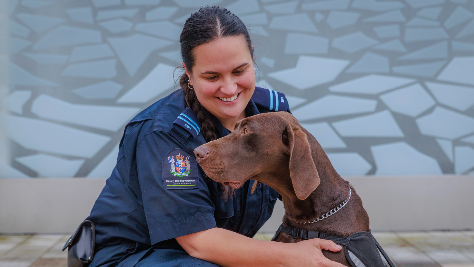 How a homeless Christchurch dog found a new life in law enforcement