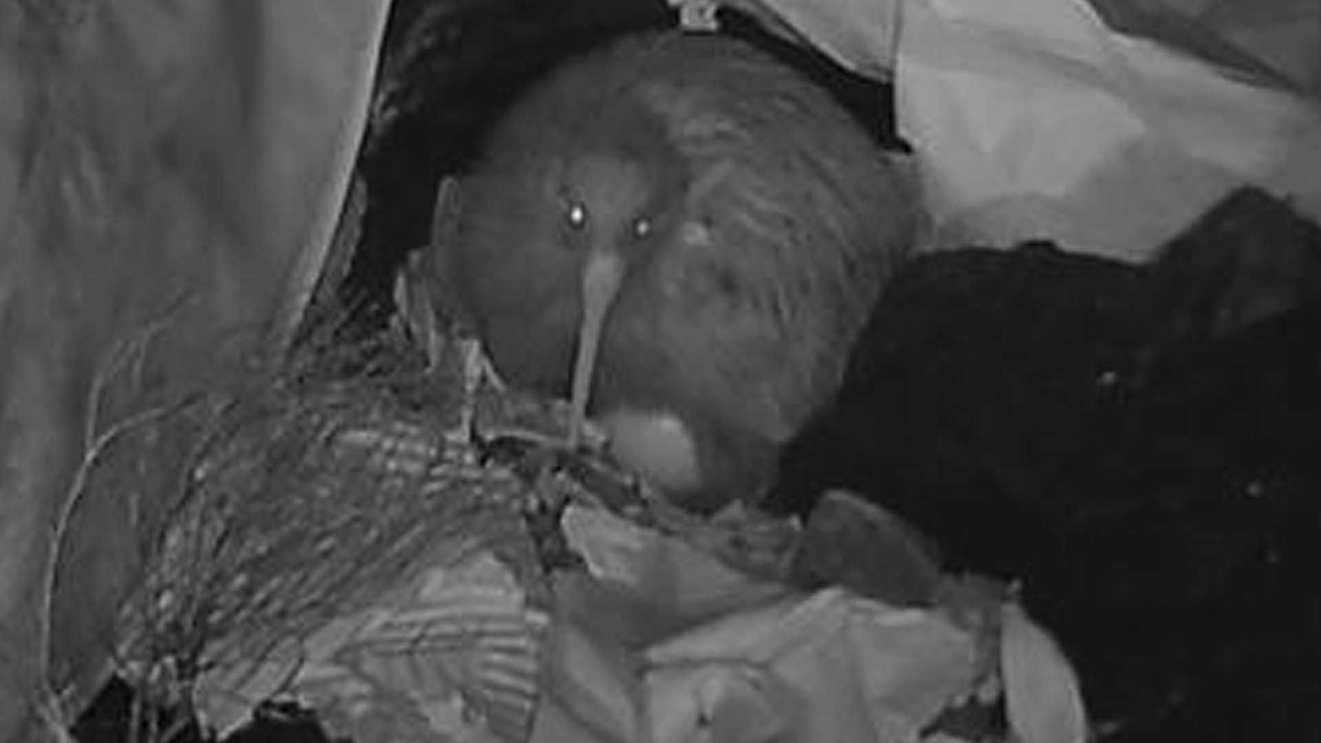 Pictures show sweet kiwi bird using scraps to turn garden shed into egg nursery