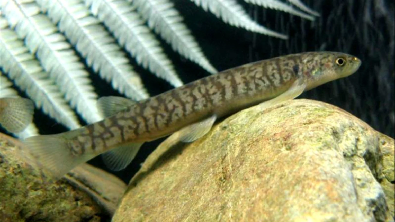 A slender, mottled brown fish with a visible eye rests on a textured light brown rock, with feathery white plants in the dark background.