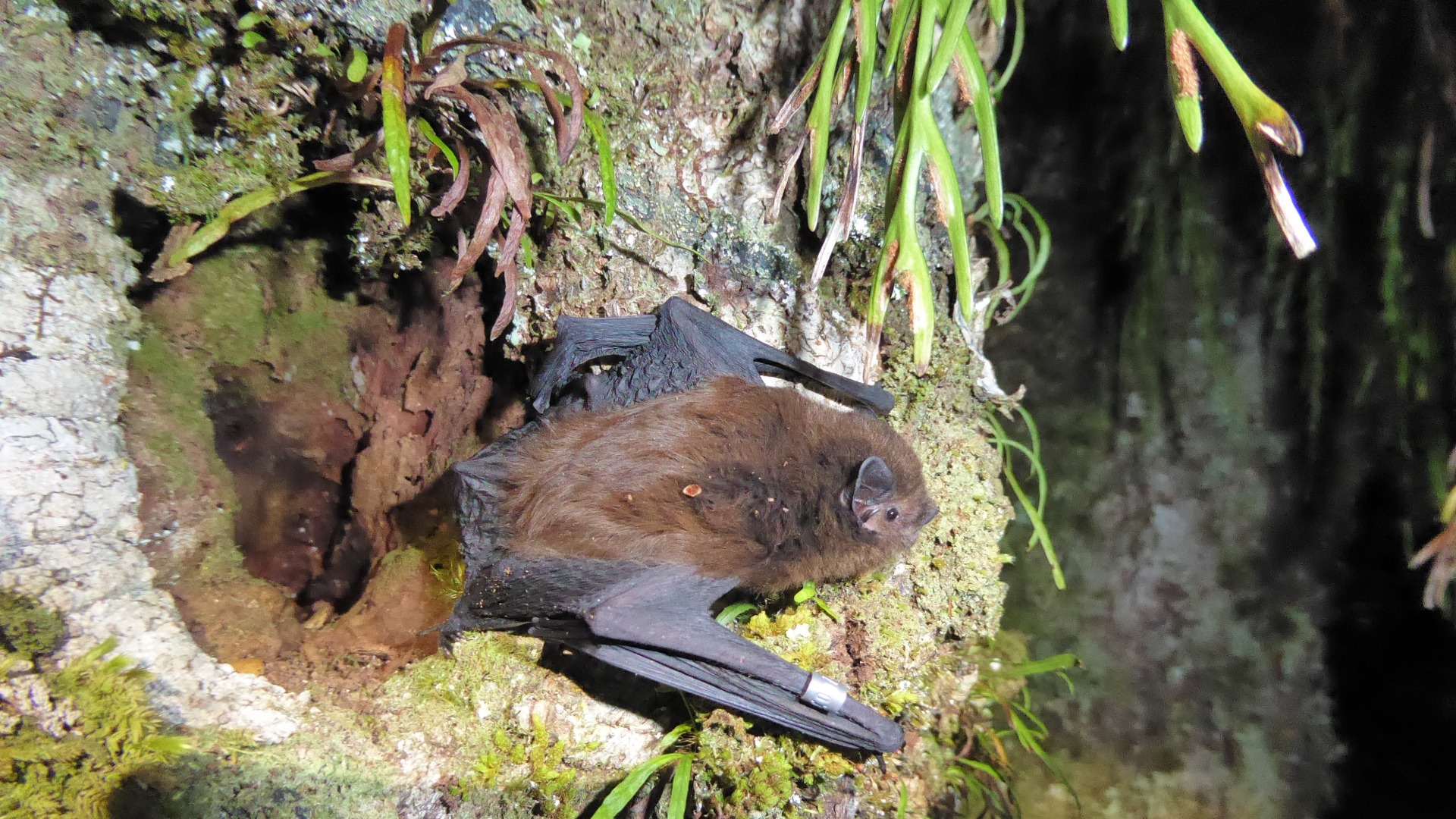 Boom in bat activity brings hopes of bolstered breeding
