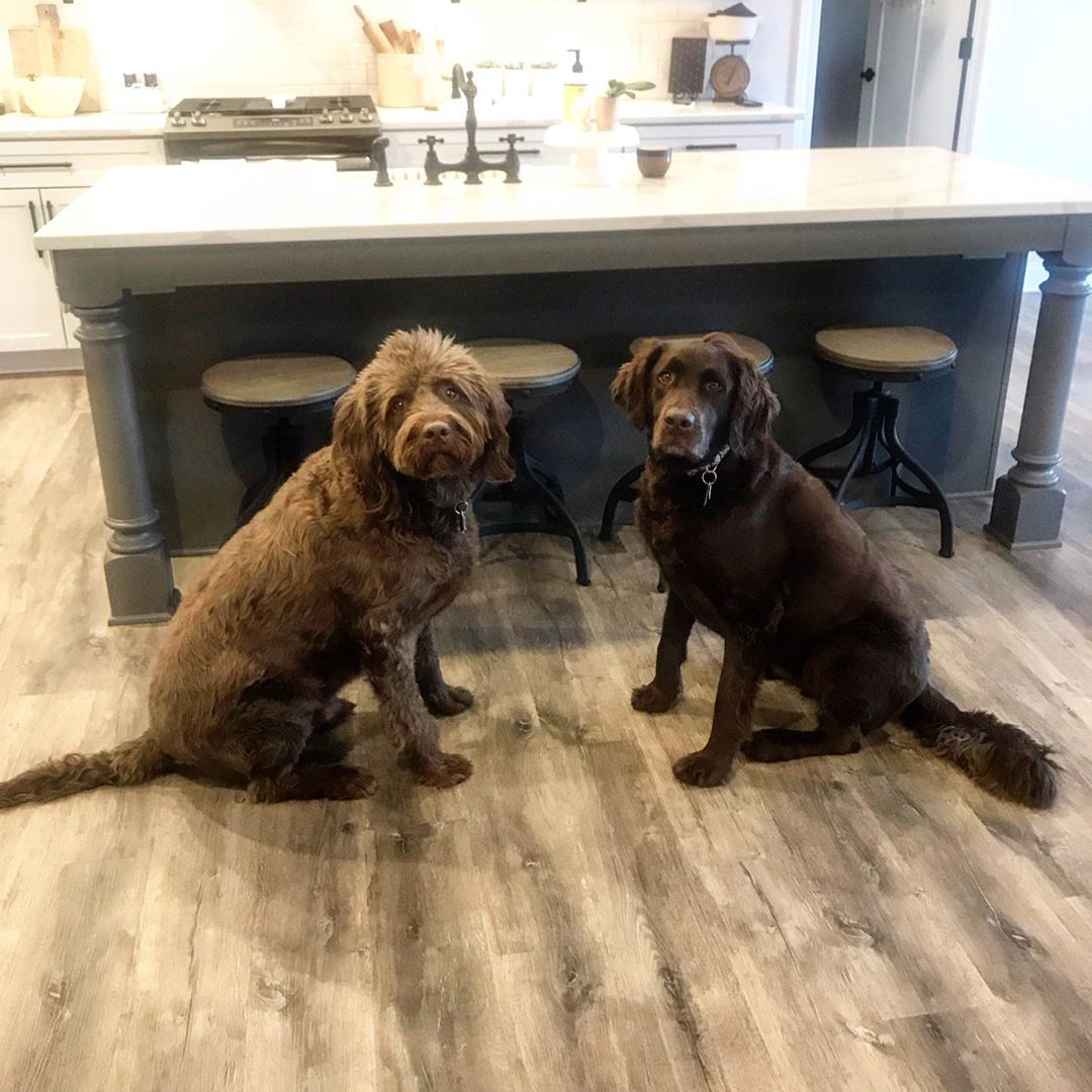 what type of flooring is best when you have dogs