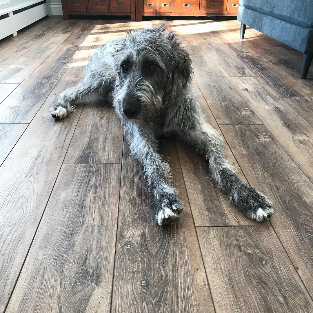 what type of flooring is best when you have dogs