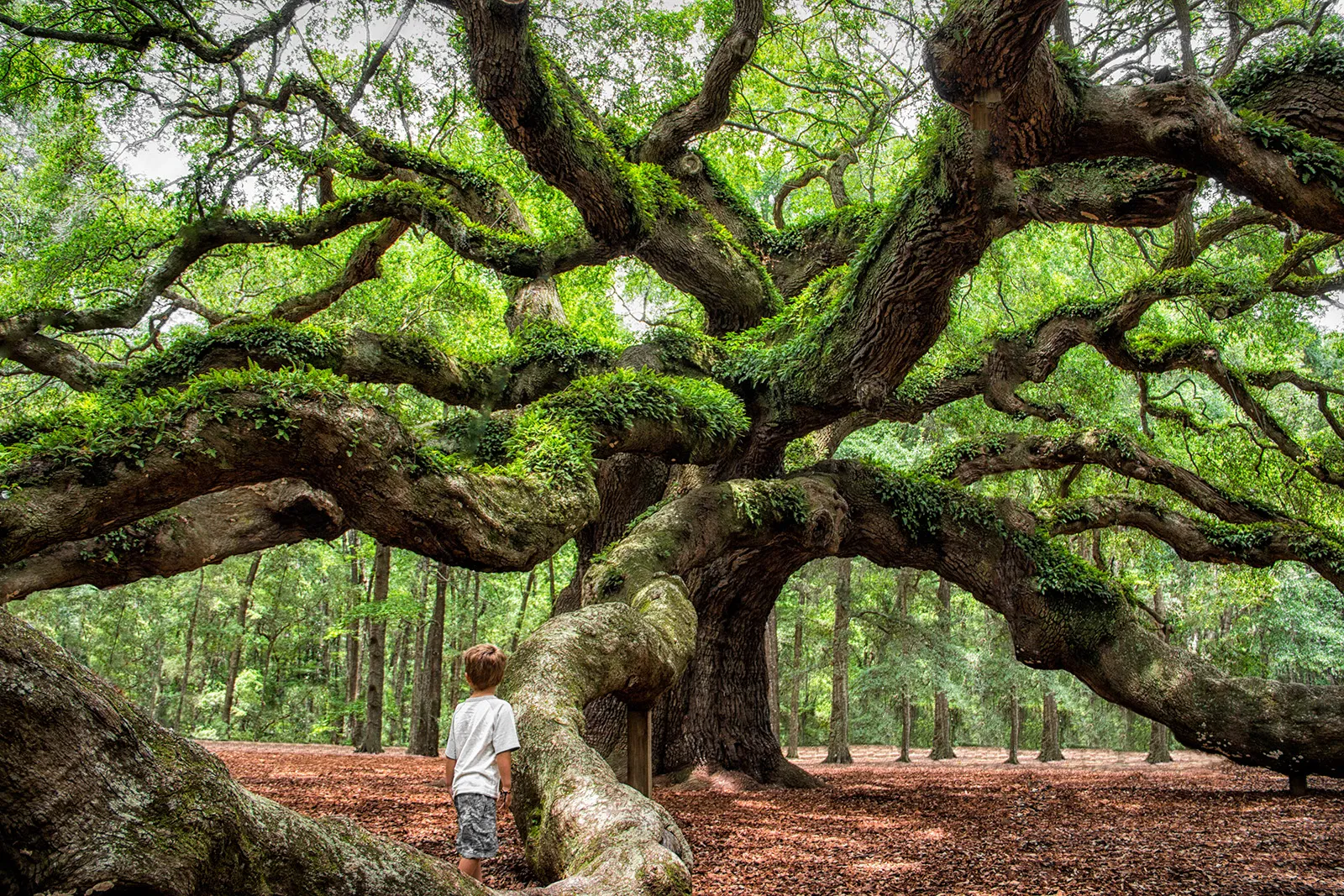 Angel Oak Tree In Johns Island South Carolina