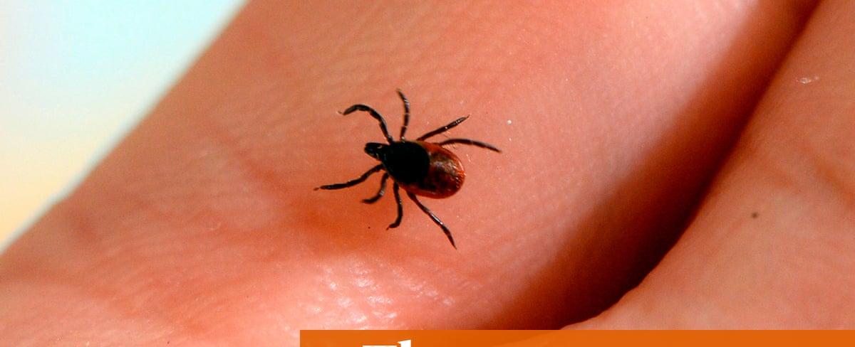 Take it from a Canadian, ticks aren’t nice – and climate change means they’re thriving in the UK