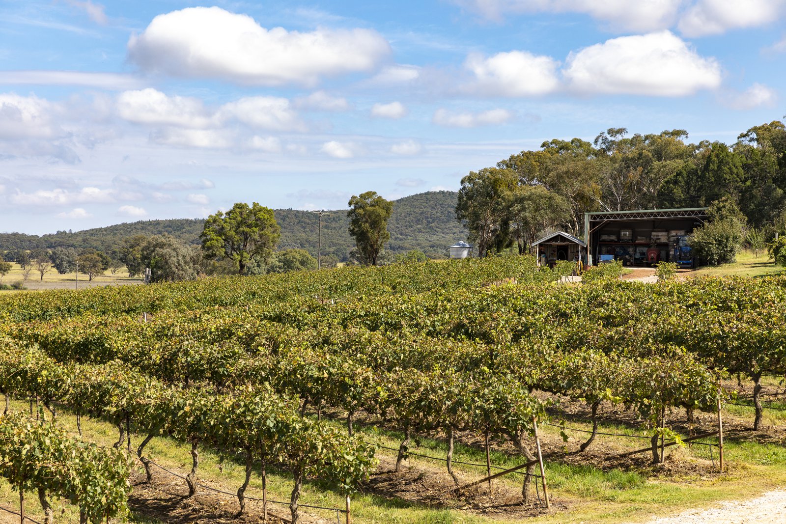 Climate Change Is Threatening Vineyards in Australia