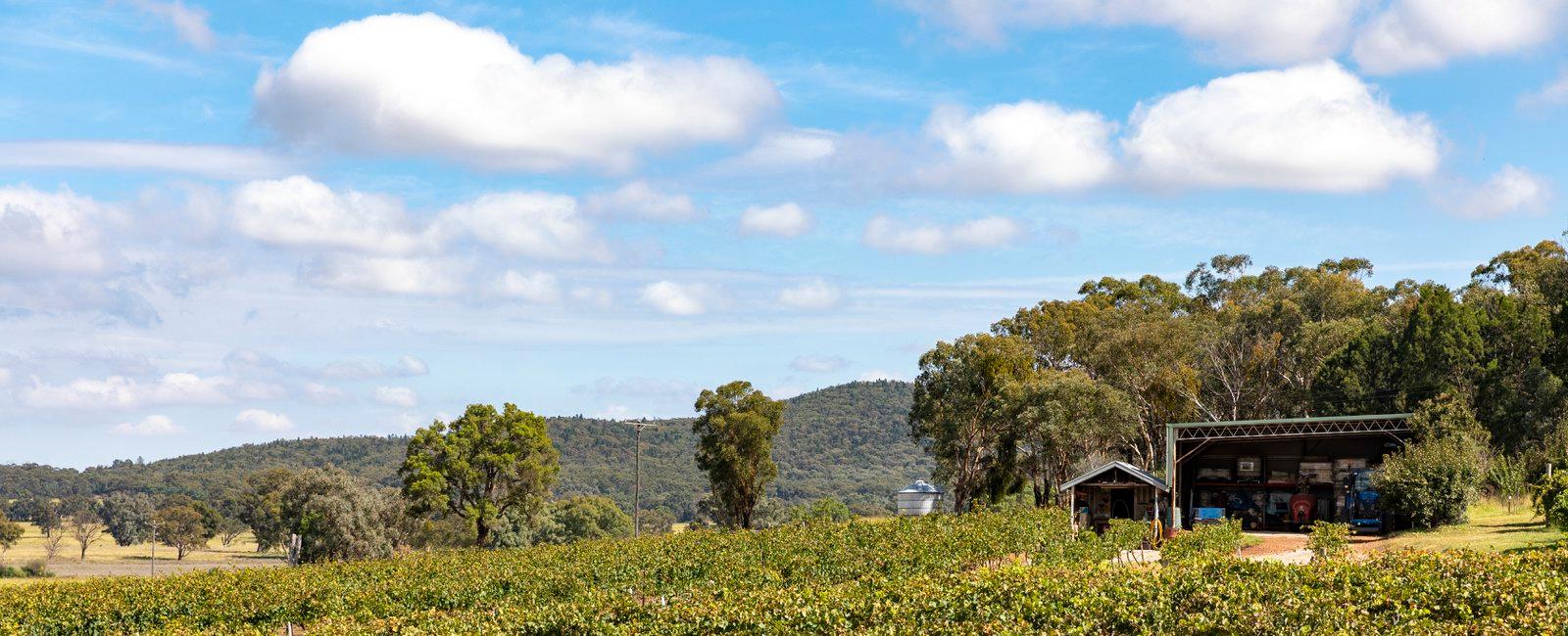 Climate Change Is Threatening Vineyards in Australia