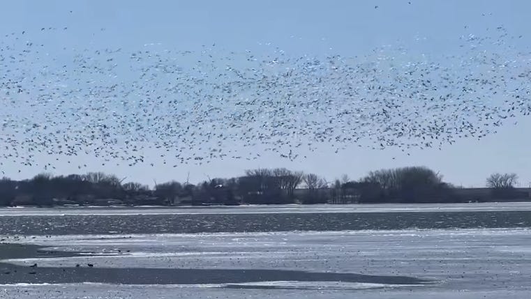 Snow geese migrate to Storm Lake