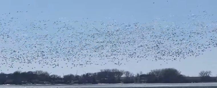 Snow geese migrate to Storm Lake