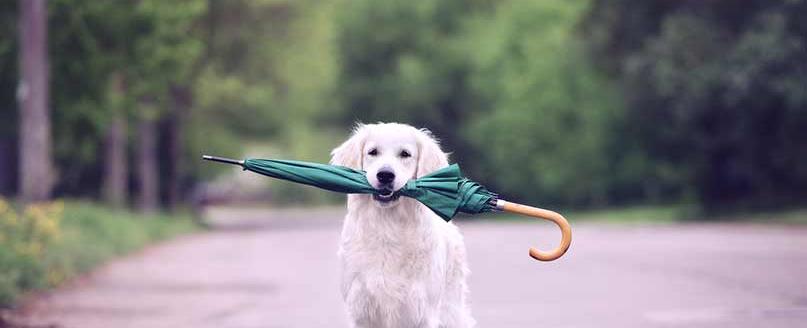 Severe Weather Pet Safety Tips - Animal Medical Center of Mid-America