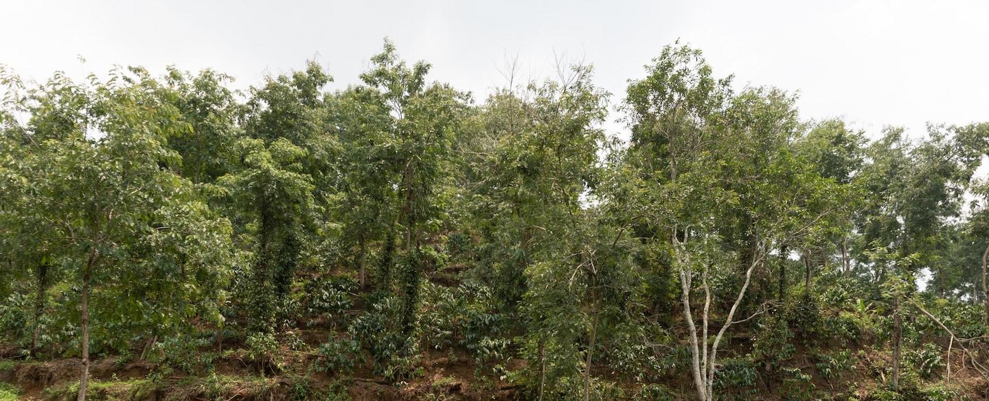 As climate change imperils arabica coffee, Vietnam promotes robusta