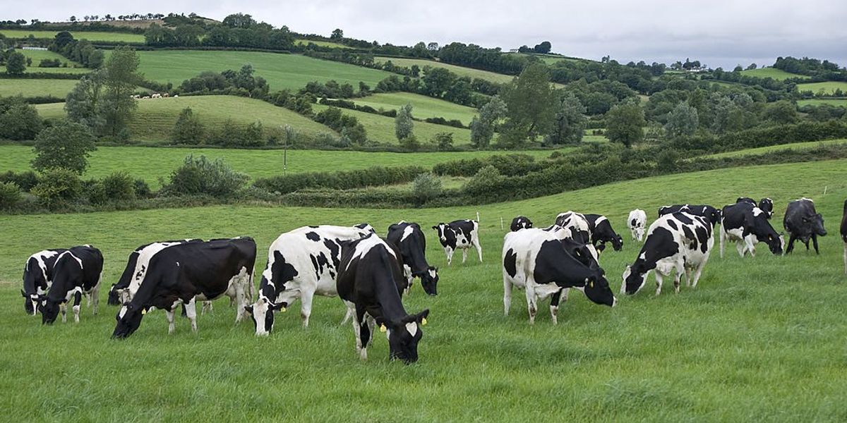 Ireland considering killing 200,000 cows to fight climate change