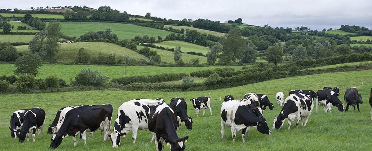 Ireland considering killing 200,000 cows to fight climate change