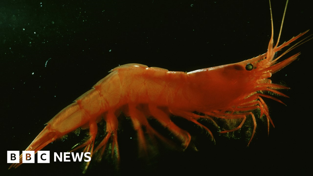 Climate change: life in ocean ‘twilight zone' at risk from warming