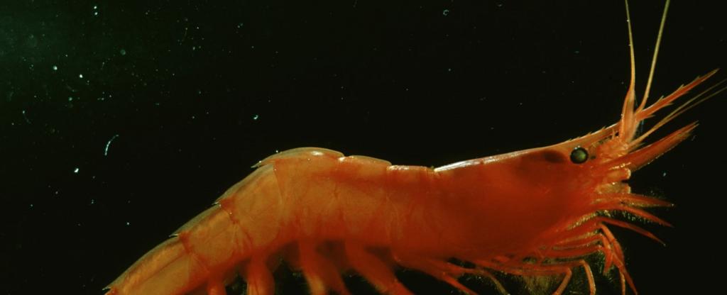 Climate change: life in ocean ‘twilight zone' at risk from warming